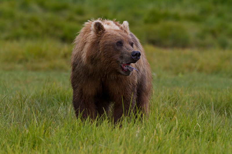 Grizzly Bear Eating Salmon